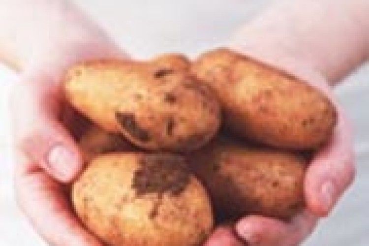 СОРТ, ЯКИЙ НЕ БОЇТЬСЯ ФІТОФТОРИ