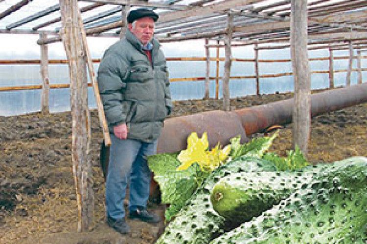 ЧИ ПОВЕРНЕ СОБІ БОРЕМЕЛЬ ТИТУЛ ОГІРКОВОЇ СТОЛИЦІ ВОЛИНІ?