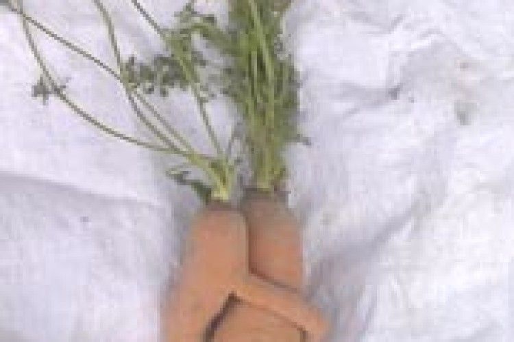 ФОТОЖАРТ: «Я ж пригорну тебе до свого серденька…»