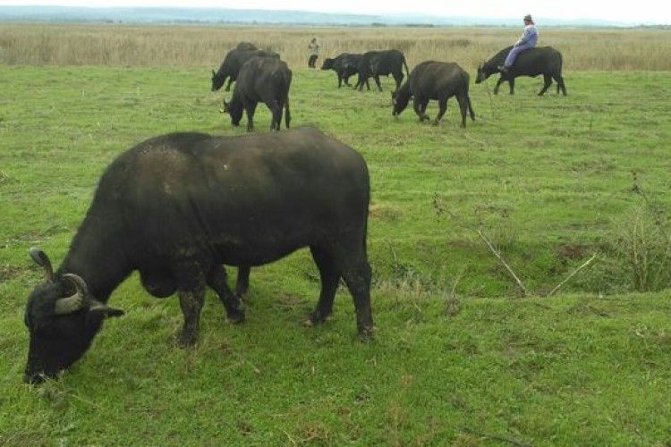 В Одеській області оселилися водяні буйволи