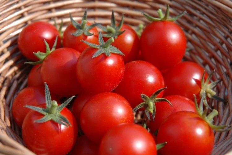 Друга половина червня – а помідори продовжують дорожчати