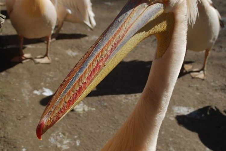 У рівненських пеліканів розпочався сезон сонячних ванн (фото)