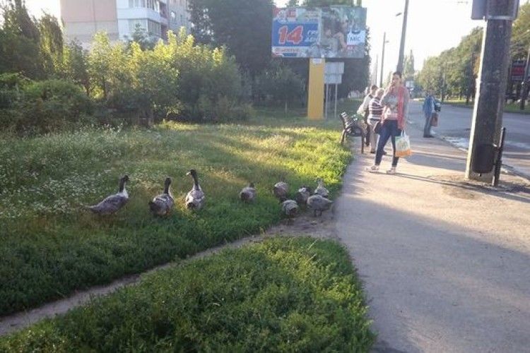 У Луцьку дикі качки вільно ходять містом