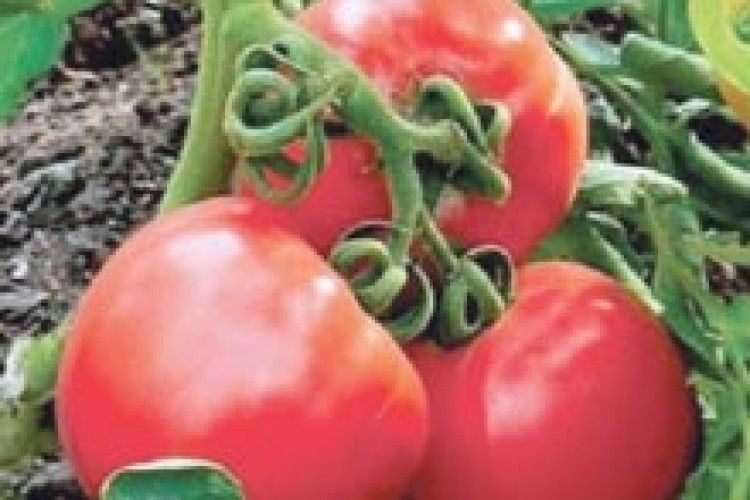 ПОМІДОРНІ ХВИЛІ ЛІКУРИЧА