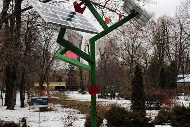 Посеред зими у Київському зоопарку розквітло «сонячне дерево» (фото)