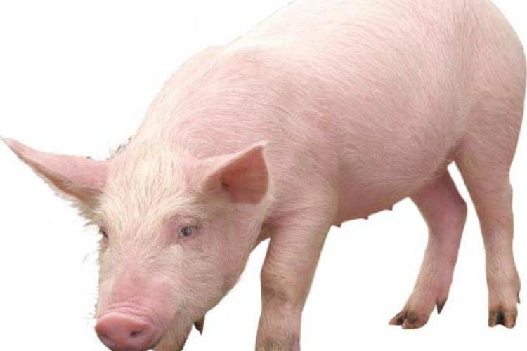 Чим годувати свиню для бекону?