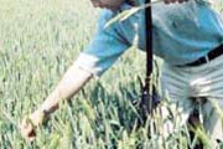 ЧОМУ ГИНЕ ОЗИМИНА?