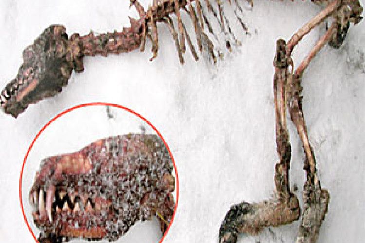 ЧУПАКАБРА НЕ ВИТРИМАЛА ВОЛИНСЬКИХ МОРОЗІВ?