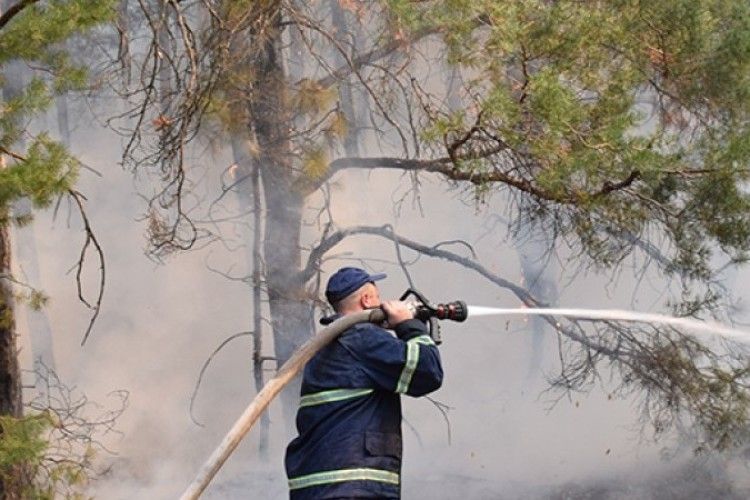 На Житомирщині горить 60 га заповідного лісу