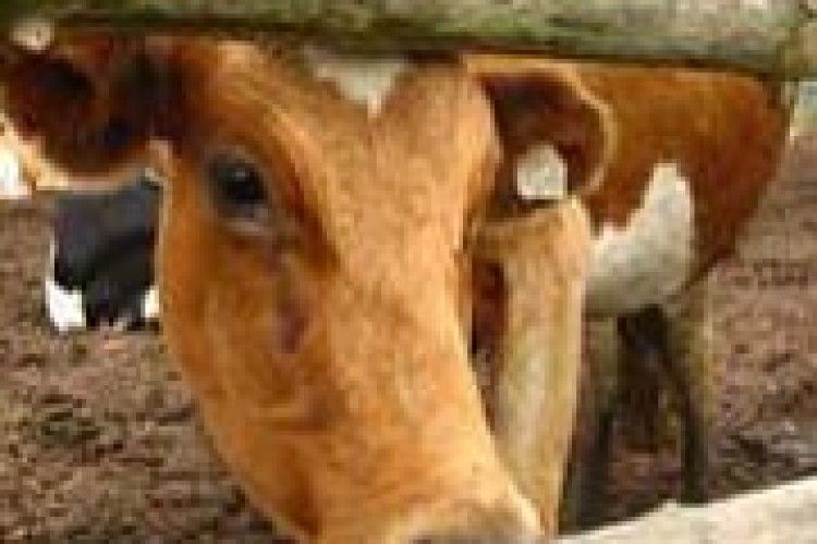 УРЯД ЗМУШУЄ СЕЛЯН ПОЗБУВАТИСЯ КОРІВ-ГОДУВАЛЬНИЦЬ