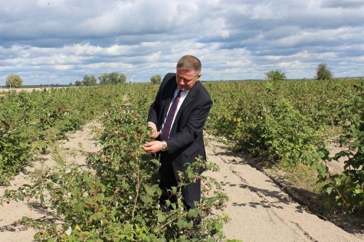 У Володимир-Волинському районі вирощують малину й ожину на експорт