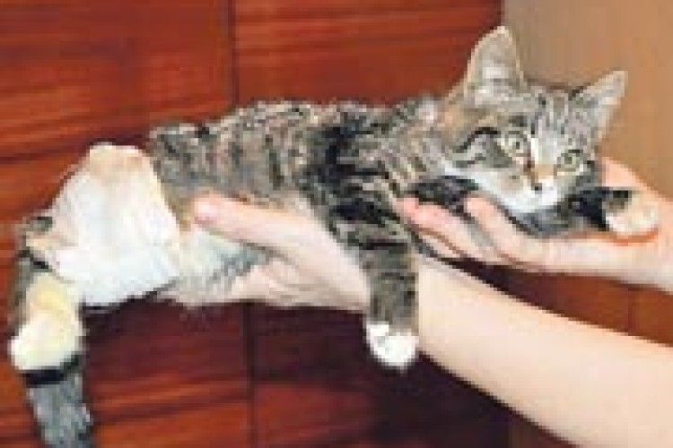 ОПЕРАЦІЯ «ВРЯТУВАТИ МУРЧИКА»