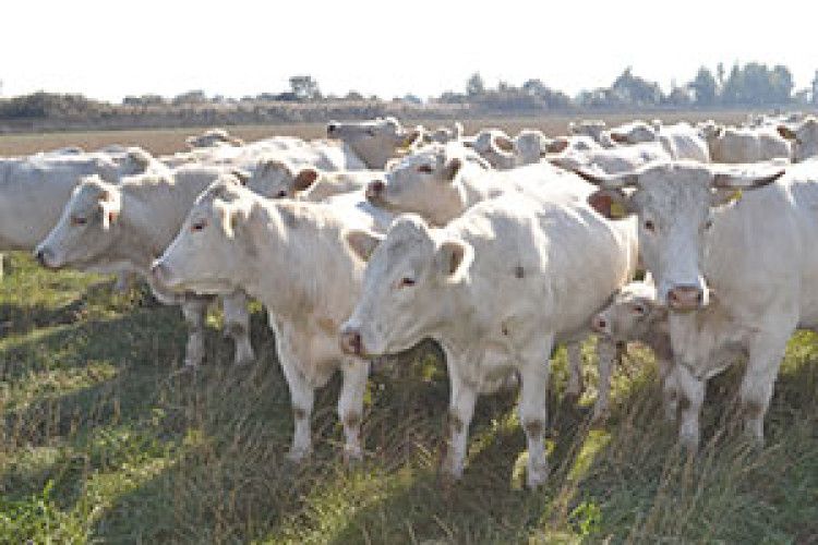 ВОЛИНСЬКИМИ БИЧКАМИ ЗАЦІКАВИЛИСЯ І БІЛОРУСИ, І ЧЕХИ