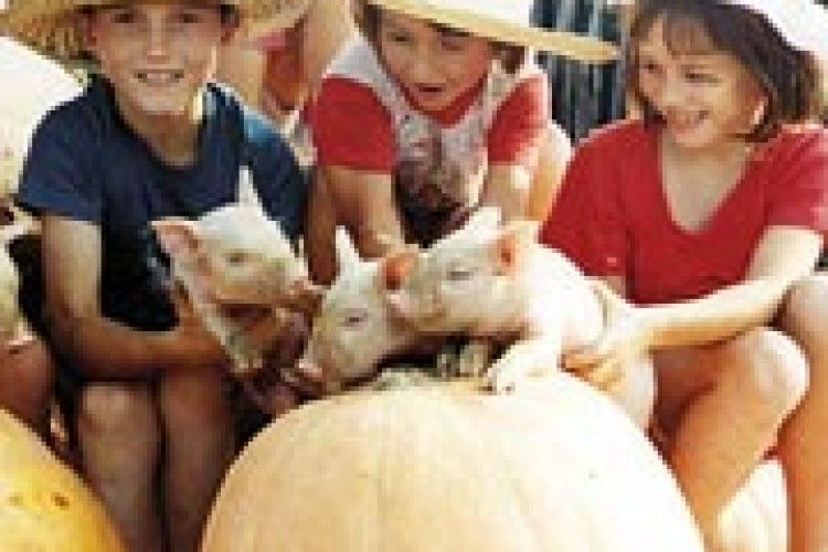 ВІКНО РУБРИКИ: ось такі ми, Бояри!