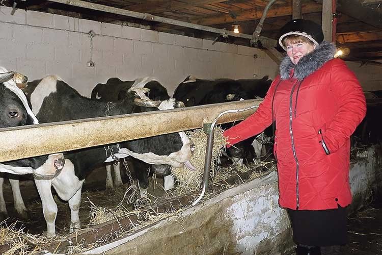 23 корови хай будуть здорові і дають бідони молока!