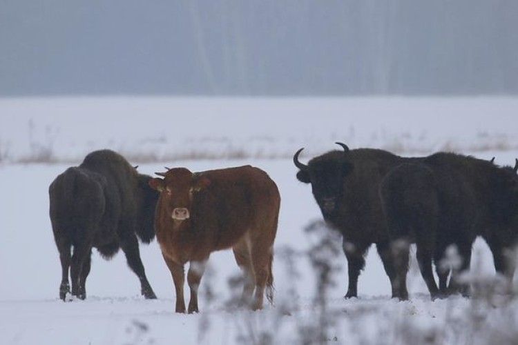 Польська корова втекла від смерті, щоб жити із зубрами 