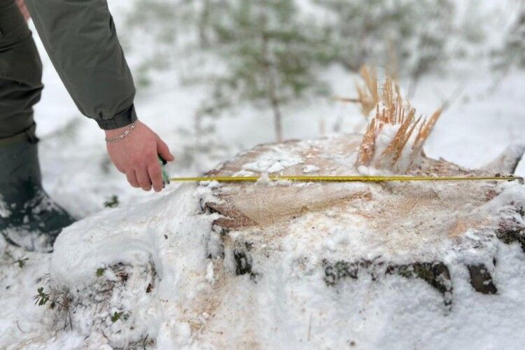 Вирубка лісу в Луцькому районі завдала майже 20 мільйонів гривень збитків