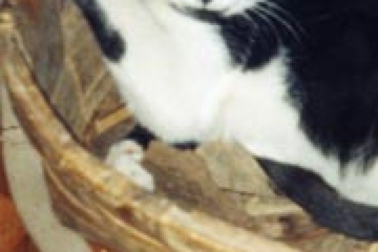 БРАТИ НАШІ МЕНШІ: мій бідолашний Тосік безневинно постраждав