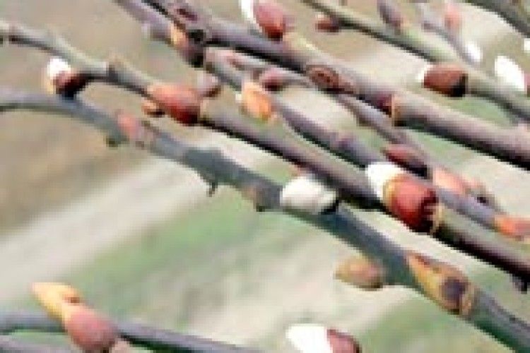 ДИВА ПРИРОДИ: таке бува, що в грудні розквіта верба