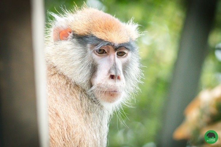 У Луцькому зоопарку оселився рижанин і три варшав’янки