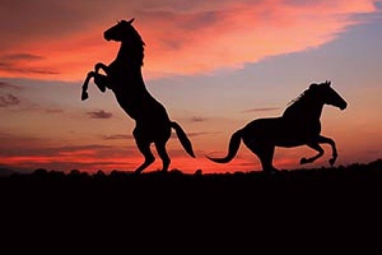 ЧИ ШТУРМУВАЛА УКРАЇНСЬКА КІННОТА БІЛОРУСЬКИЙ КОРДОН?