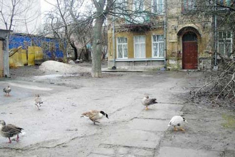 У центрі Києва отруїли унікальну колекцію птахів