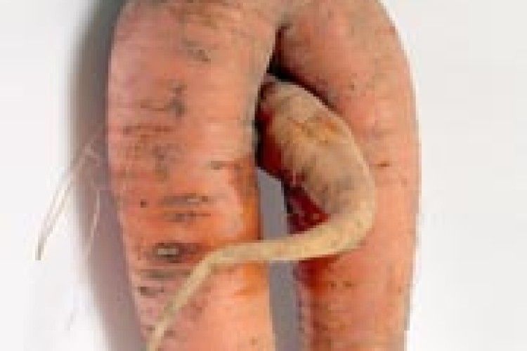 ФОТОЖАРТ: чи буває морква чоловічого роду?