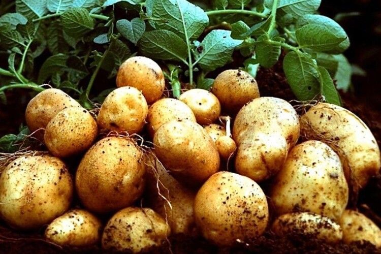 Волинські фермери розкрили таємний секрет диво-врожаїв картоплі