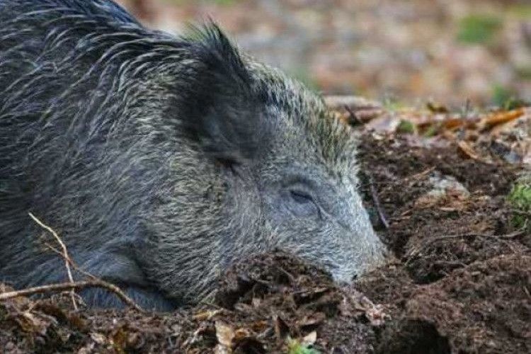 На Ківерцівщині знайшли загиблого кабана, зараженого африканською чумою