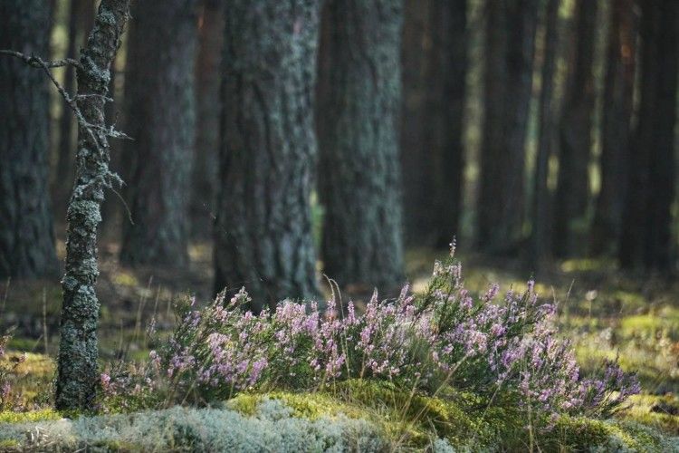 У Цуманських лісах висадився десант