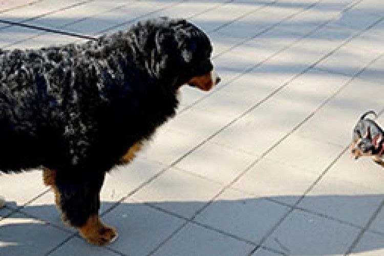 ВІКНО РУБРИКИ: у різних вагових категоріях…