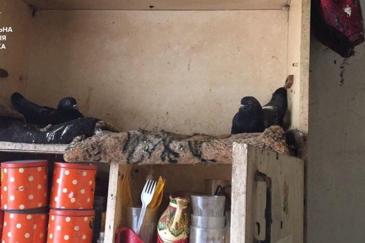 Лучани поскаржилися у поліцію на сусідських голубів і тарганів (фото)