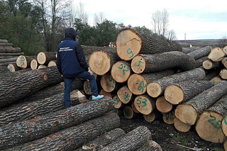 Рівненських лісівників викрили в організації масштабної схеми крадіжки лісу