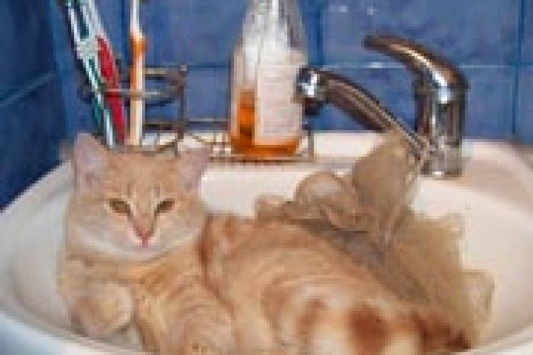 ФОТО НА КОНКУРС: хто сказав, що киця не любить водиці?