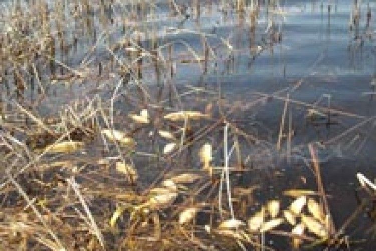 ОСЬ ТАКИЙ НЕРЕСТ РИБИ В ОЗЕРІ РОГІЗНОМУ