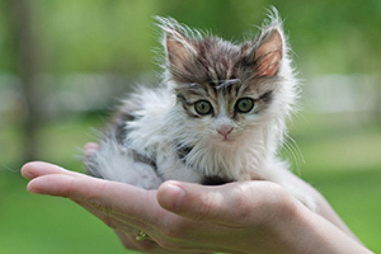 КОШЕНЯТА  НА ПРОДАЖ