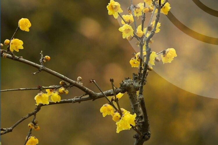 Температурний рекорд у Луцьку: березень побив свій власний максимум