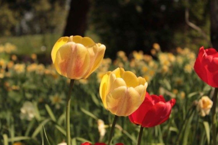 Такої оковитої ще ніхто не куштував!