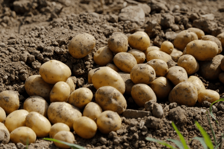 На городі волинянина крадій накопав молодої картоплі