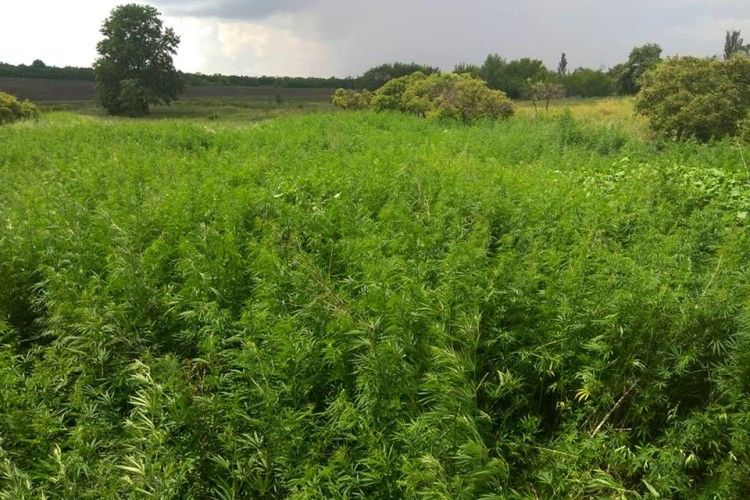 Поблизу лінії зіткнення на Донбасі прикордонники виявили три гектари конопель