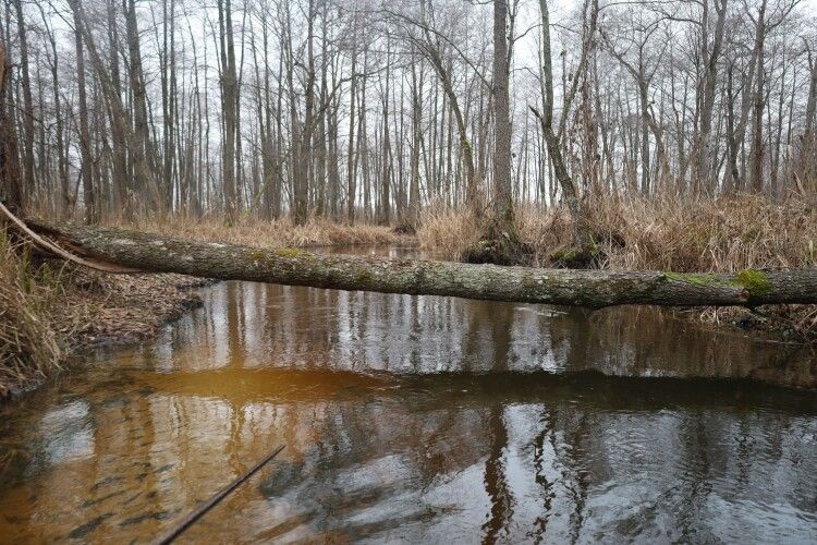 В Нацпарку на Волині розчистять русло Стоходу на туристичному водному маршруті