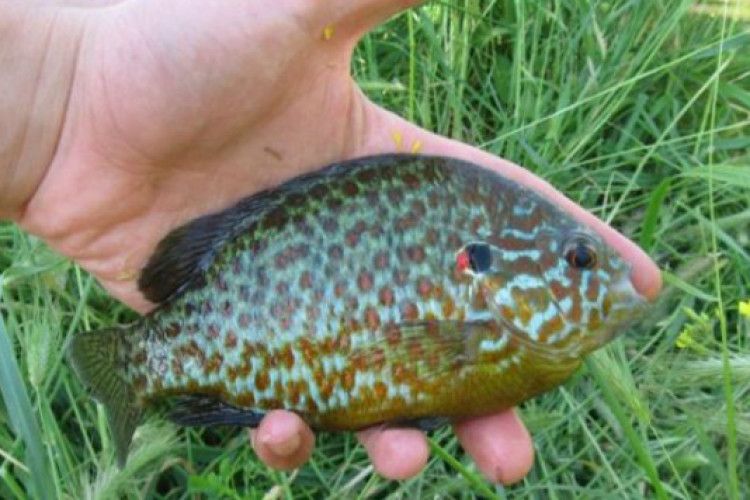 ... хтось сказав, що це — піранья і рибалки злякались не на жарт!