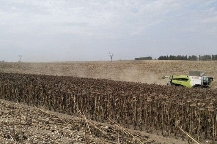 Волинь увійшла до п’ятірки областей із найвищою врожайністю соняшника