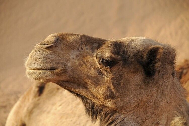 У Саудівській Аравії десятки верблюдів виключили з конкурсу «краси». Конкурсантам робили ін'єкції ботоксу