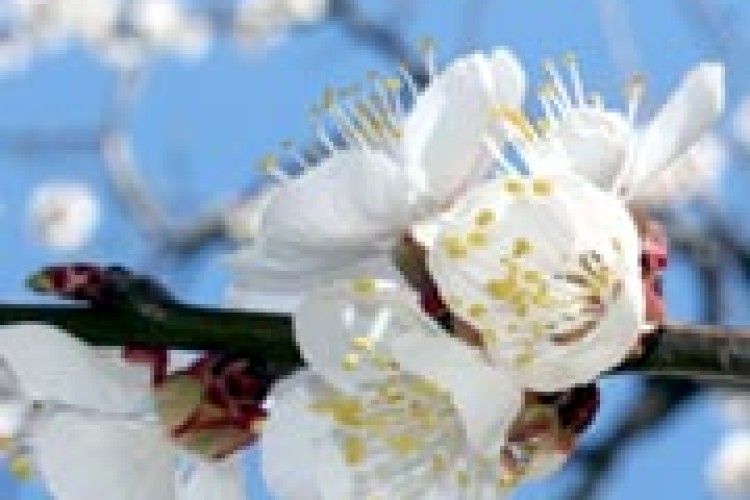 ПОГОДА: квітневий заморозок може завдати шкоди