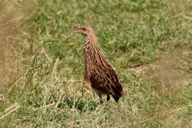 У Цуманській пущі хрущі над вишнями не загудуть