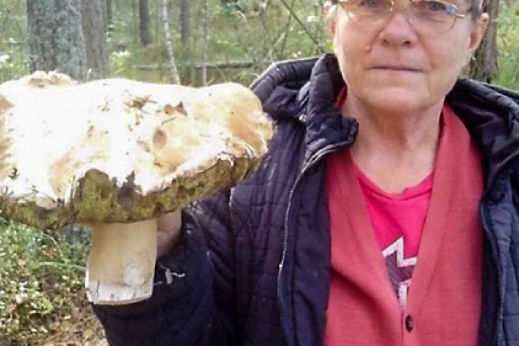 На Любешівщині знаходять кілограмові білі гриби