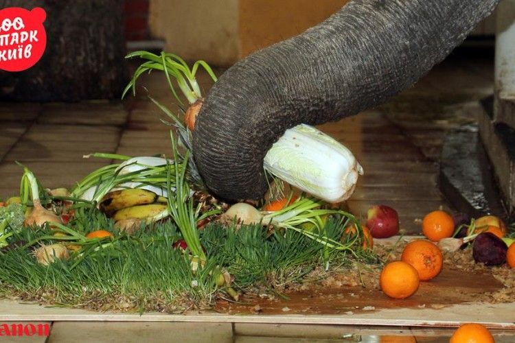 На своє День народження столичний слон ум’яв 18-кілограмового торта! (фото)