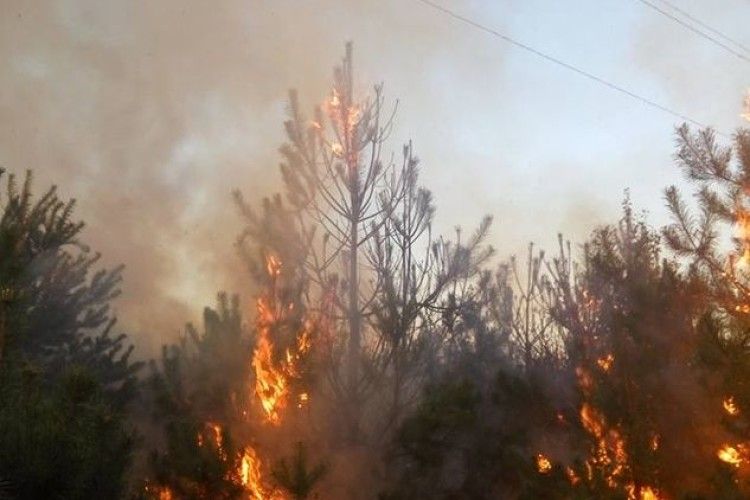 Першим кинувся рятувати ліс учитель