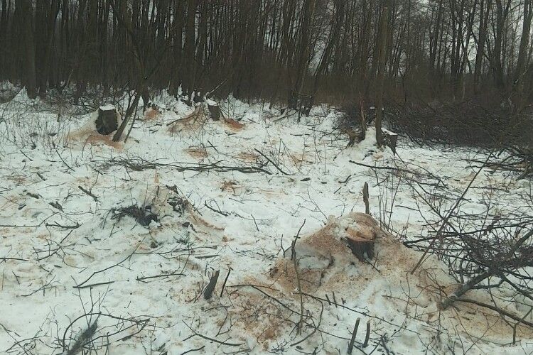 На Волині «чорні лісоруби» залишили пеньки замість лісу